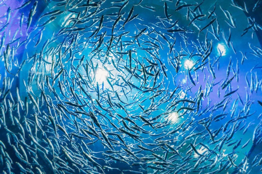 ­Reining in ESG Data Chaos for Value Chain Transparency