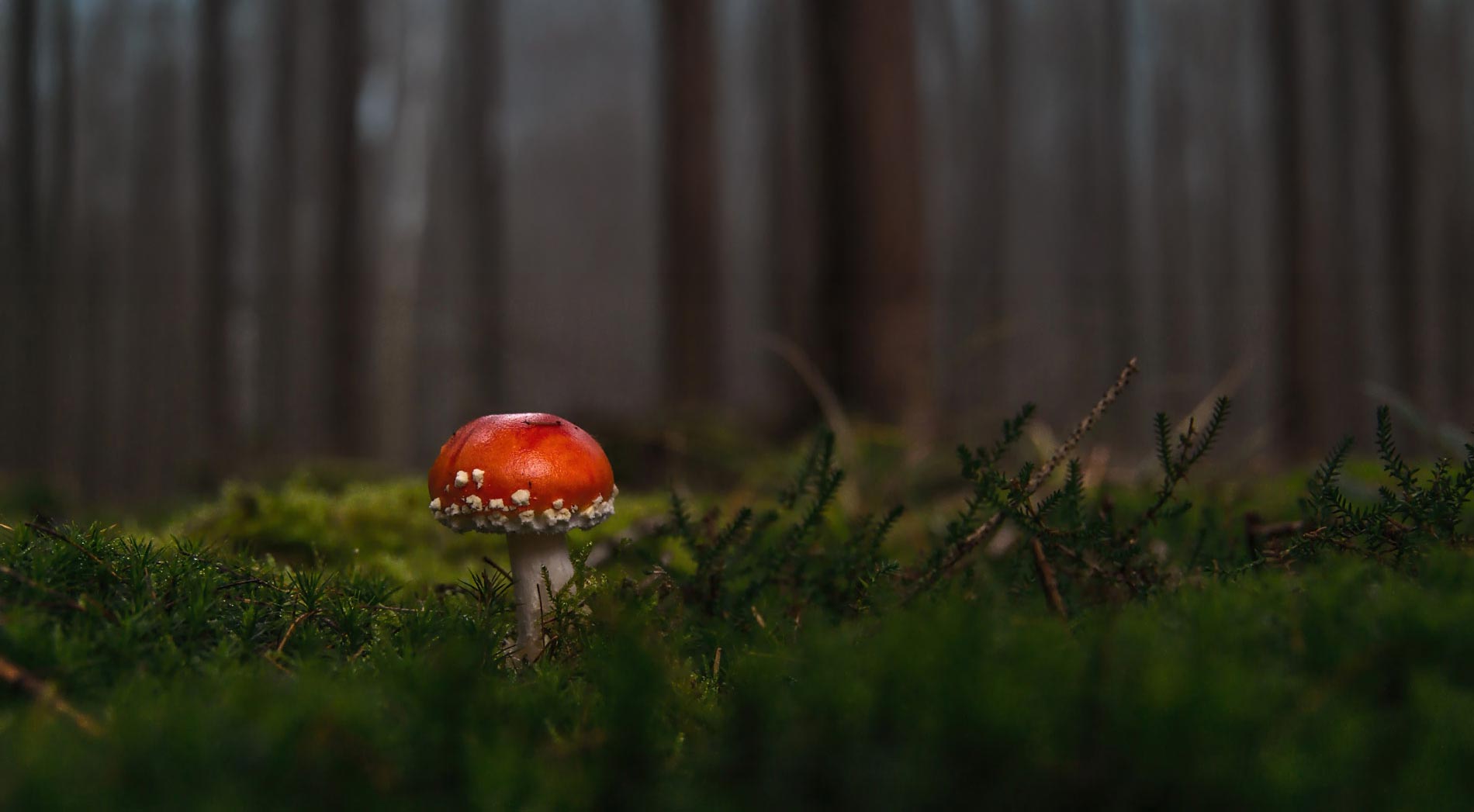 Toxic Chemicals: Persistent Organic Pollutants and Where to Find Them thumbnail