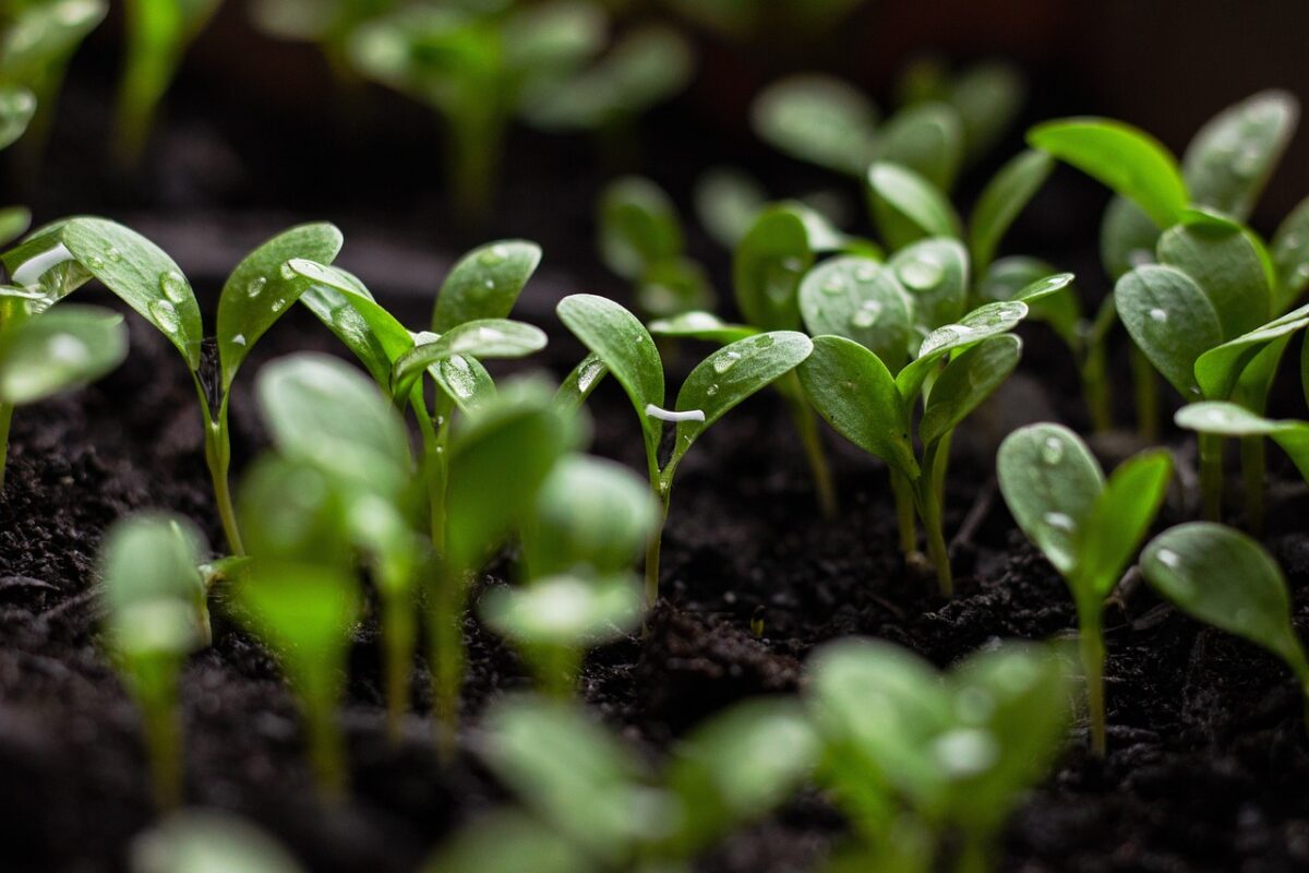The Future of Sustainable Operations